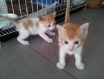 2 Orange Tabby Looking Good Home - Tabby Cat