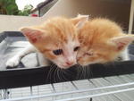 2 Orange Tabby Looking Good Home - Tabby Cat