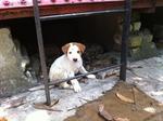 2 Adorable Pups Up For Adoption! - Mixed Breed Dog