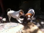 2 Adorable Pups Up For Adoption! - Mixed Breed Dog