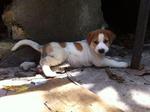 2 Adorable Pups Up For Adoption! - Mixed Breed Dog