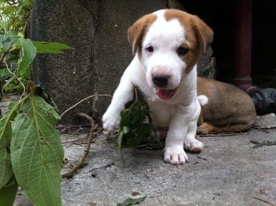 2 Adorable Pups Up For Adoption! - Mixed Breed Dog