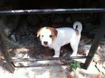 2 Adorable Pups Up For Adoption! - Mixed Breed Dog