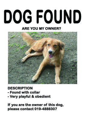 PF27929 - Mixed Breed Dog