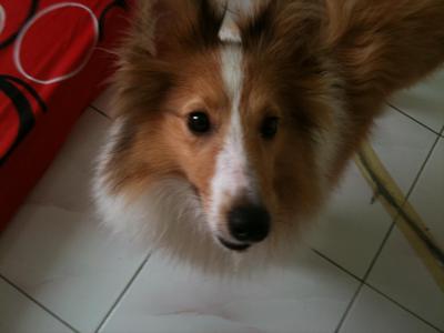 Christmas - Sheltie - Shetland Sheepdog Sheltie Dog