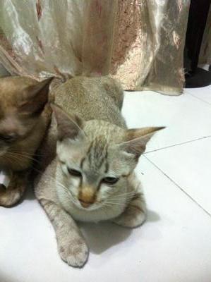 Gemok - Domestic Short Hair Cat