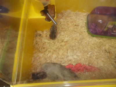 Baby Hamsters - Short Dwarf Hamster Hamster