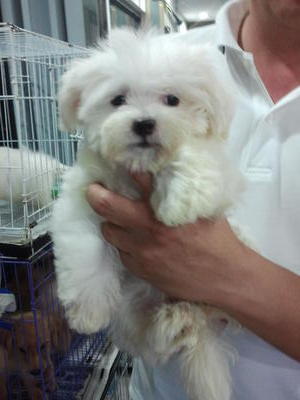 2 Cute Puppy - Maltese Dog