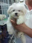 2 Cute Puppy - Maltese Dog