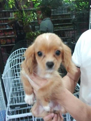 1 Quality Puppy - Cavalier King Charles Spaniel Dog