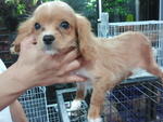 1 Quality Puppy - Cavalier King Charles Spaniel Dog