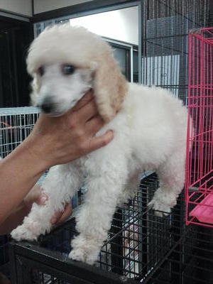 2 Standard Poodle#2 - Standard Poodle Dog