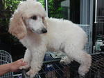 2 Standard Poodle#2 - Standard Poodle Dog