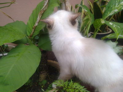 Hachiko + Cincau + Cin Cong - Domestic Long Hair Cat