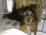 PF27961 - Silky Terrier Dog