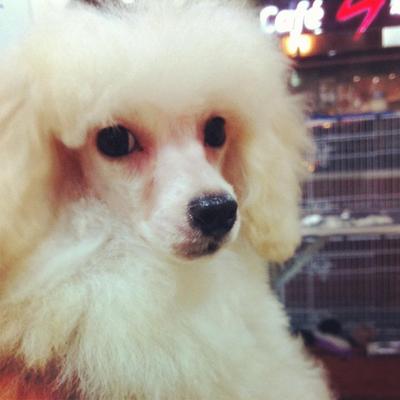 Cream Poodle For Sale - Poodle Dog