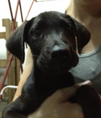 Jet Black, Sleek Puppies - Labrador Retriever Mix Dog