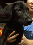 Jet Black, Sleek Puppies - Labrador Retriever Mix Dog