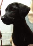 Jet Black, Sleek Puppies - Labrador Retriever Mix Dog