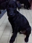 Jet Black, Sleek Puppies - Labrador Retriever Mix Dog