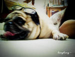 Laughing - Pug Dog