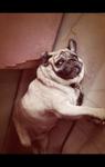 Laughing - Pug Dog