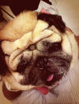 Laughing - Pug Dog