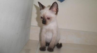 Opet  - Siamese + Burmese Cat