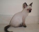 Opet  - Siamese + Burmese Cat