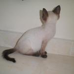 Opet  - Siamese + Burmese Cat