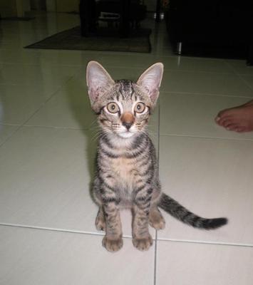 Jiji And Fifi - Oriental Tabby + Bengal Cat