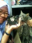 Kenanga Kitten For Adoption - Domestic Short Hair Cat