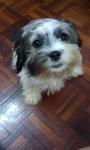 Horlick(With Free Gift Worth Rm180) - Shih Tzu Dog