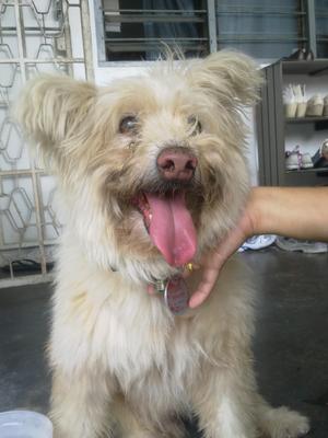 Obedient Dog Found!! - Terrier + Havanese Dog