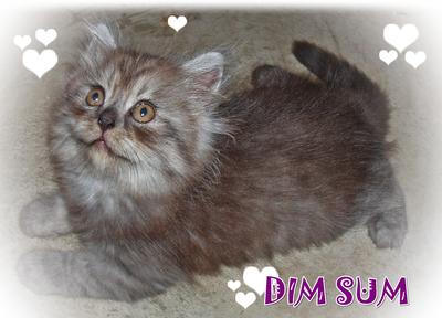 Dim Sum - Persian Cat