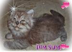 Dim Sum - Persian Cat