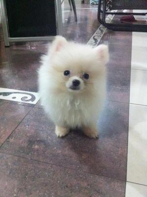 Bun Bun - Pomeranian Dog