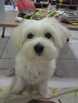 Zai Zai - Maltese Dog