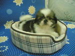 Mini Shih-tzu Girl - Shih Tzu Dog