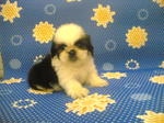 Mini Shih-tzu Boy - Shih Tzu Dog