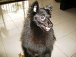 Puffy - German Spitz Dog