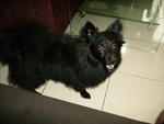 Puffy - German Spitz Dog