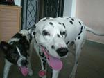 Golden - Dalmatian Dog