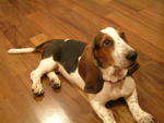 Aayla - Basset Hound Dog