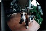 Aayla - Basset Hound Dog