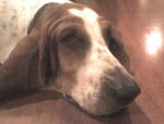 Aayla - Basset Hound Dog