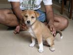 Sudha - Mixed Breed Dog