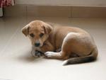 Sudha - Mixed Breed Dog