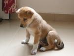 Sudha - Mixed Breed Dog