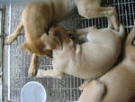 4 Puppies - Mixed Breed Dog